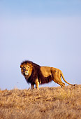 AFW 17 RK0098 10
Full Body Shot Of Male Lion Standing Sideways On Dry Grass Facing Camera