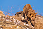 AFW 17 RK0113 11
Young Male Lion Climbing Down Rock Mountain Blue Sky