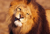 AFW 17 RK0118 01
Humorous Head Shot Of African Male Lion