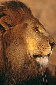 AFW 17 RK0137 38
Head Shot Of African Male Lion