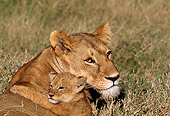 AFW 17 TL0002 01
Head Shot Of Female African Lion Nuzzling Cub On Grass