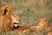 AFW 17 TL0005 01
African Lion Male Resting With Cub On Grass