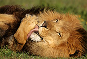 AFW 17 TL0007 01
Head Shot Of Male African Lion Laying On Side Licking Paw