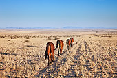 AFW 19 MH0002 01
Back View Of Feral Horses Walking Through Namib Desert