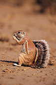 AFW 21 RF0001 01
African Ground Squirrel On Dirt South Africa