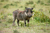 AFW 22 GL0001 01
Warthog Standing In Savanna Kenya