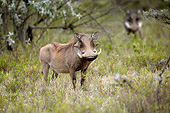 AFW 22 GL0002 01
Warthog Male With Long Tusks Standing In Grassland, Kenya