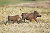 AFW 22 HP0001 01
Warthog Adult And Young Walking Through Grass Kruger National Park, South Africa