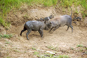 AFW 22 HP0002 01
Warthog Males Fighting In Dirt Kruger National Park, South Africa