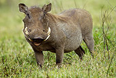 AFW 22 MC0001 01
Warthog Standing In Grass At Ngorongoro Crater Tanzania