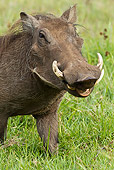 AFW 22 MC0002 01
Warthog Standing In Grass At Ngorongoro Crater Tanzania
