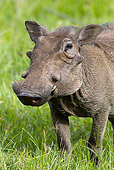 AFW 22 MC0003 01
Warthog Standing In Grass At Ngorongoro Crater Tanzania