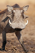 AFW 22 MC0004 01
Southern Warthog Walking Through Savute Marsh In Botswana