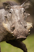AFW 22 MC0005 01
Portrait Of Warthog In Chobe National Park, Botswana