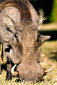AFW 22 MH0001 01
Close-Up Of Warthog Grazing On Savanna