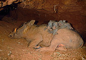AFW 22 MH0002 01
Warthog Mother Resting With Piglets In Burrow