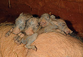 AFW 22 MH0003 01
Warthog Piglets Sleeping On Mother In Burrow