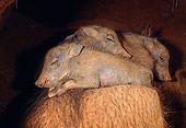 AFW 22 MH0004 01
Warthog Piglets Sleeping On Mother In Burrow