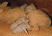 AFW 22 MH0005 01
Warthog Piglets Sleeping On Mother In Burrow