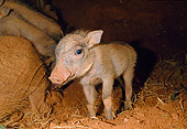 AFW 22 MH0006 01
Warthog Piglet Standing By Mother In Burrow