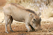 AFW 22 WF0001 01
Warthog Digging In Dirt For Food