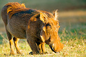 AFW 22 JZ0001 01
Warthog Kneeling On Grass Kenya
