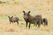 AFW 22 NE0001 01
Warthog Mother And Two Piglets Standing On Savanna Kenya