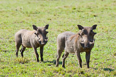 AFW 22 NE0002 01
Two Warthogs Standing On Savanna Kenya