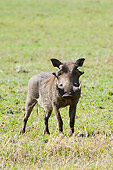 AFW 22 NE0003 01
Warthog Standing On Savanna Kenya