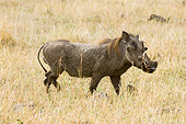 AFW 22 NE0004 01
Warthog Walking In Tall Grass On Savanna Kenya