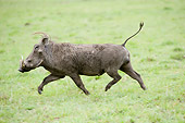 AFW 22 NE0005 01
Warthog Running On Savanna Kenya Profile