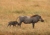 AFW 22 TL0001 01
Profile Of Warthog Mother And Piglet Walking On Savanna