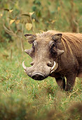 AFW 22 TL0002 01
Portrait Of Warthog Standing In Grass Africa