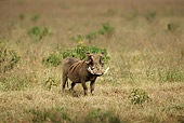 AFW 22 TL0003 01
Warthog Standing On Savanna Africa