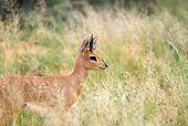 AFW 24 HP0002 01
Steenbok Standing Alert In Meadow Kalahari Desert, South Africa