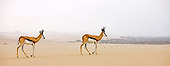 AFW 25 GL0001 01
Two Springbok Walking Across Namib Desert