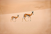 AFW 25 GL0002 01
Two Springbok Walking Across Namib Desert