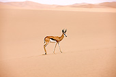 AFW 25 GL0003 01
Springbok Walking Across Namib Desert