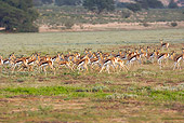 AFW 25 HP0002 01
Herd Of Springboks Running Through Plains Kgalagadi Transfrontier Park, South Africa