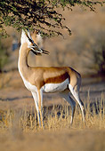 AFW 25 MH0001 01
Springbok Reaching Up To Feed On Leaves Namibia