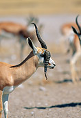 AFW 25 MH0002 01
Portrait Of Springbok With Broken Horn Standing On Plains Namibia