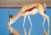 AFW 25 MH0003 01
Springbok Drinking From Watering Hole Namibia