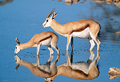 AFW 25 MH0004 01
Springbok Adult And Young Drinking From Watering Hole Namibia