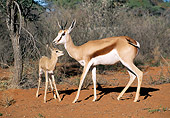 AFW 25 MH0005 01
Springbok Adult And Young Standing In Desert Namibia