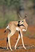 AFW 25 MH0006 01
Young Springbok Standing In Desert Namibia