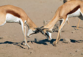 AFW 25 MH0007 01
Two Springbok Males Fighting On Sand Namibia