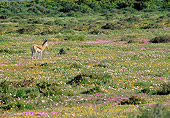 AFW 25 MH0008 01
Springbok Standing In Field Of Wildflowers South Africa