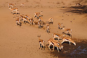 AFW 25 RF0001 01
Springbok Herd At Desert Waterhole South Africa