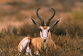 AFW 25 RF0002 01
Springbok Laying South Africa