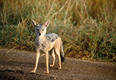 AFW 26 GL0001 01
Portrait Of Black-Backed Jackal Standing On Dirt